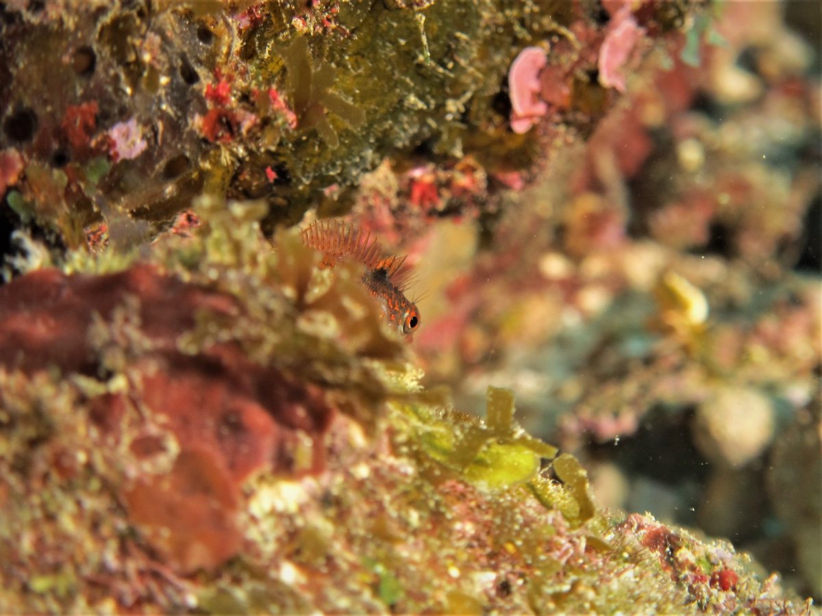 Cayman Brac dive holidays