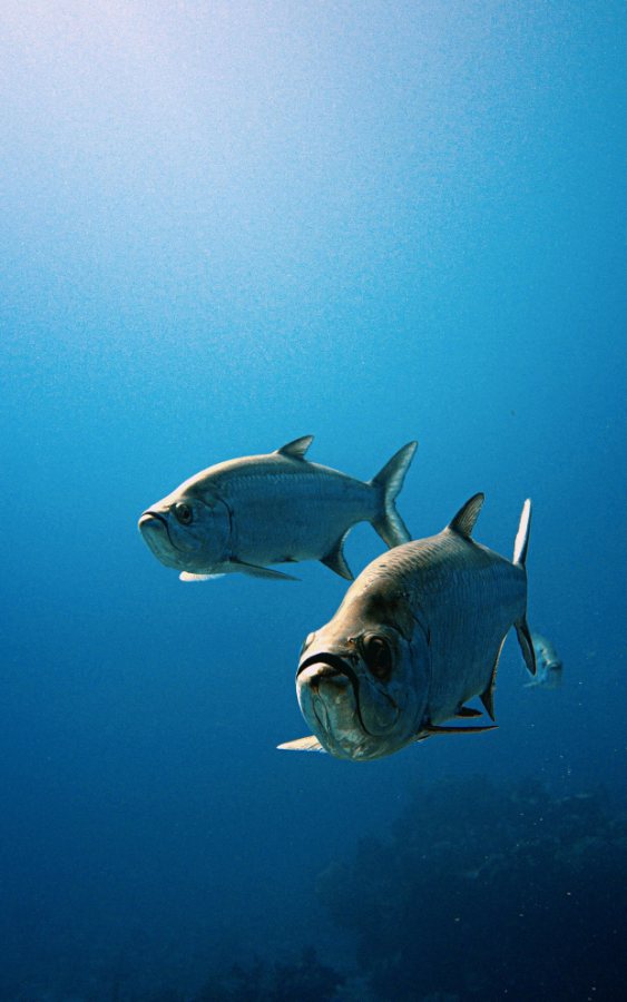Cayman Brac dive holidays