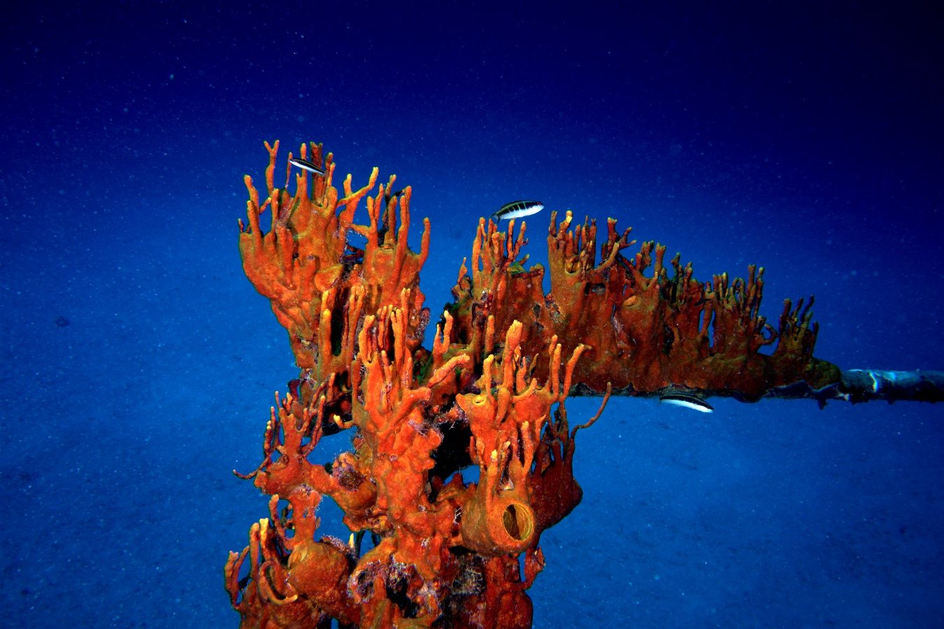 Cayman Brac dive holidays