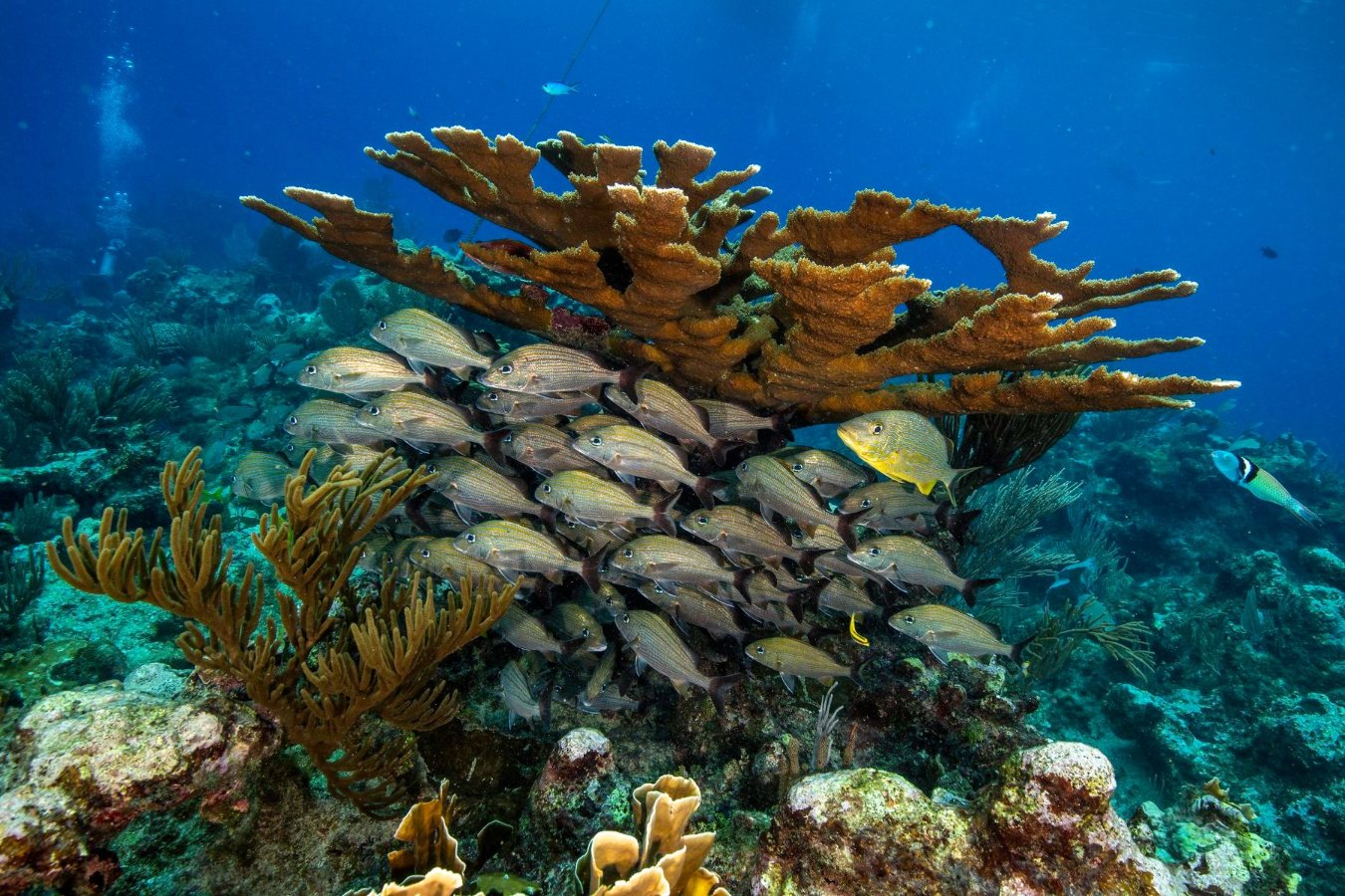 Cayman Brac dive holidays
