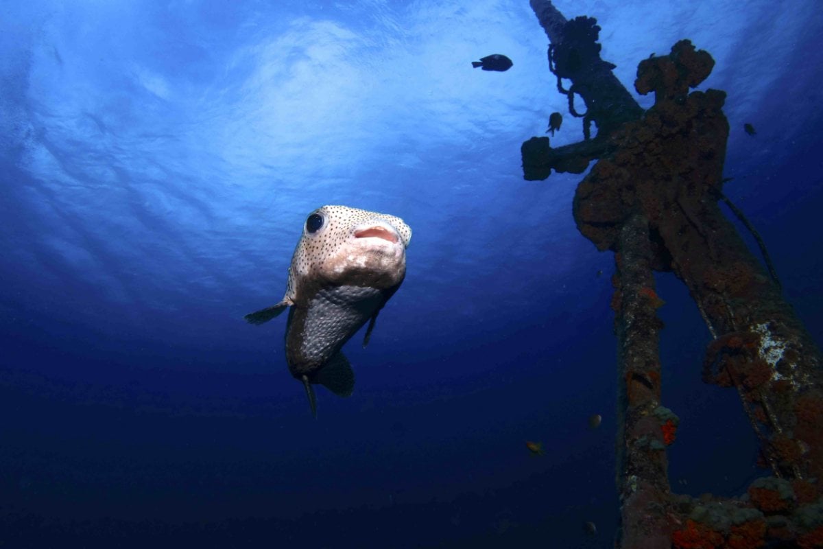 North Mauritius Dive Centre - Grand Baie, Mauritius Island