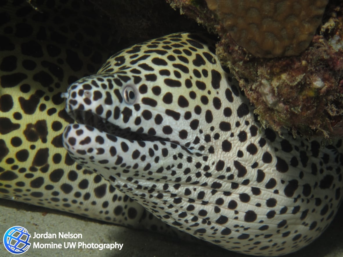 North Mauritius Dive Centre - Grand Baie, Mauritius Island