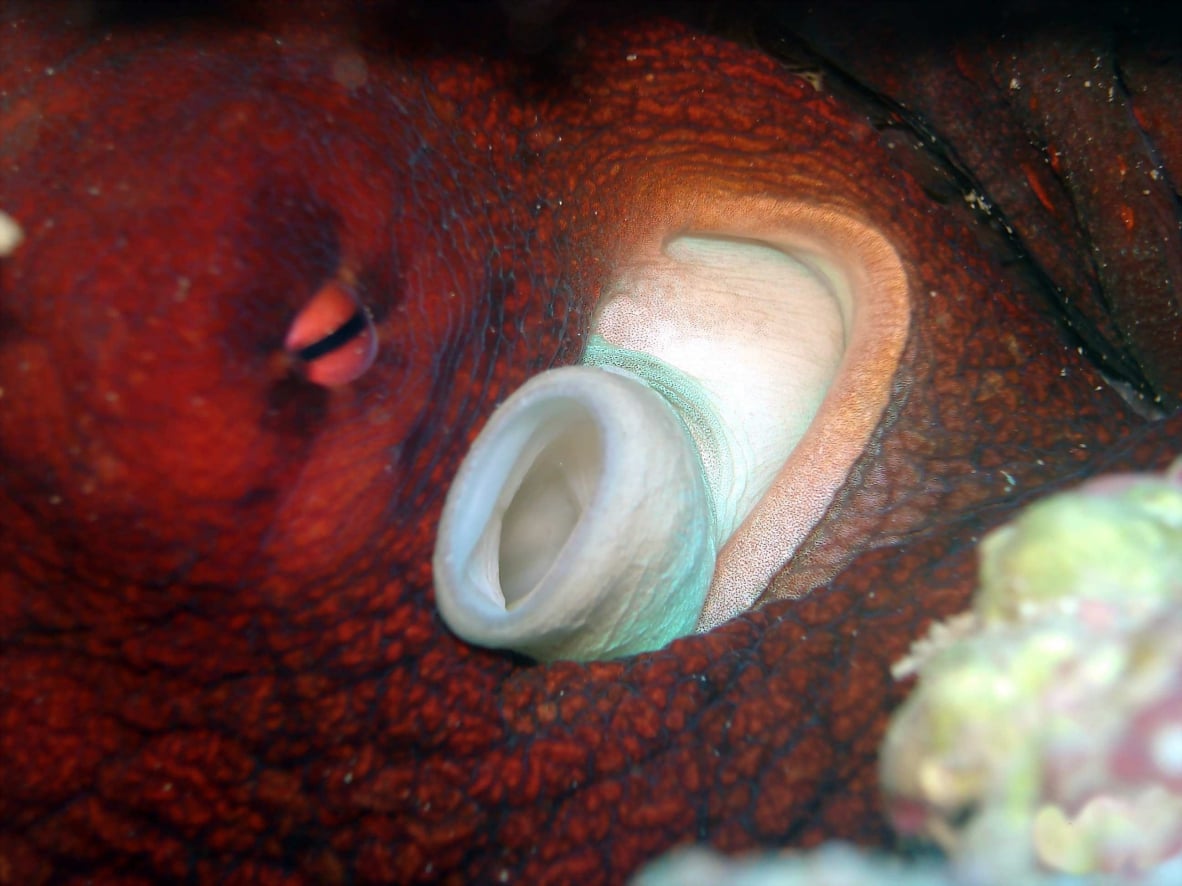 North Mauritius Dive Centre - Grand Baie, Mauritius Island