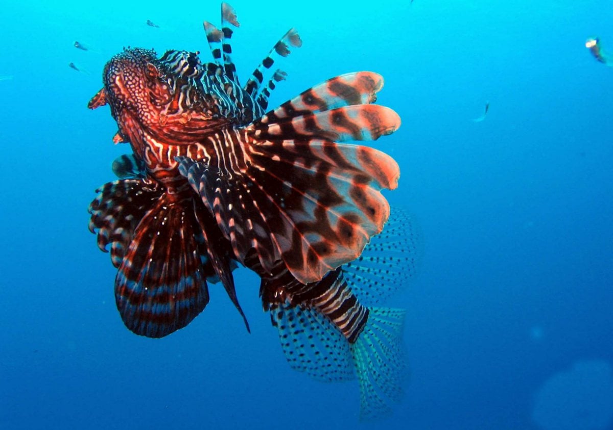 North Mauritius Dive Centre - Grand Baie, Mauritius Island