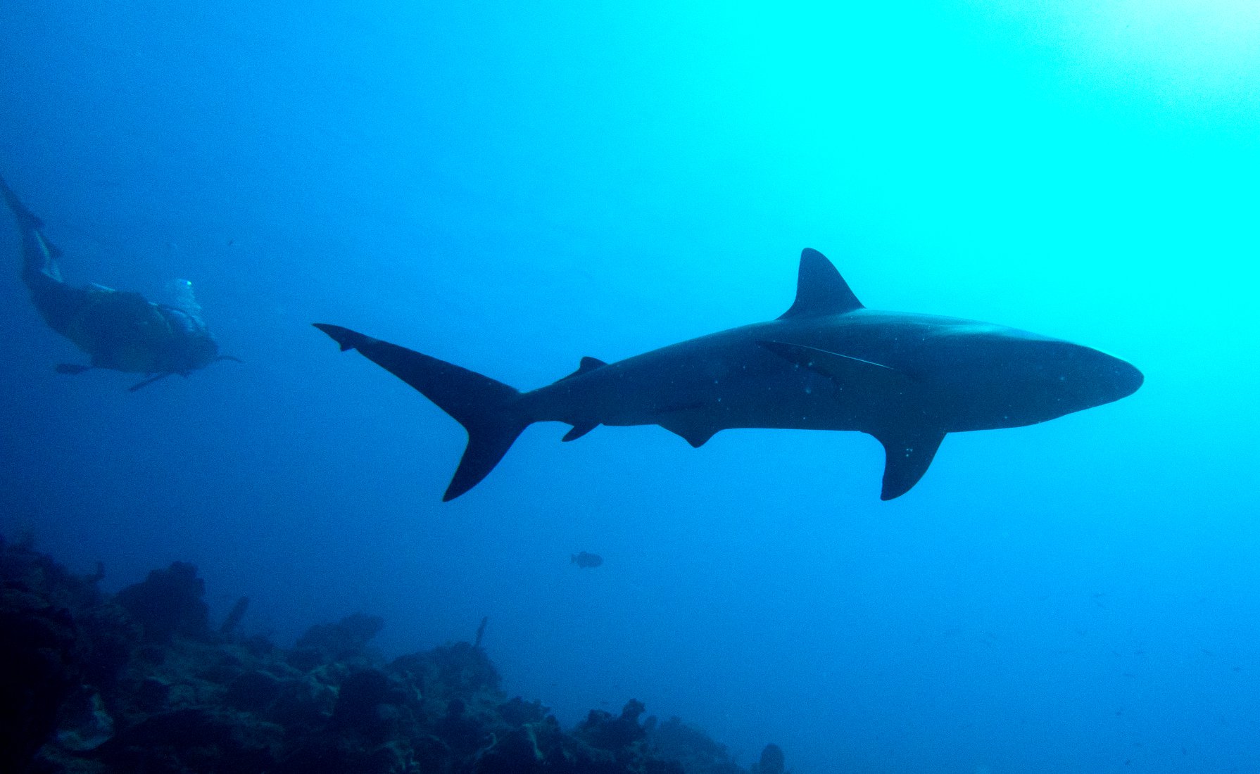 Providenciales dive holidays