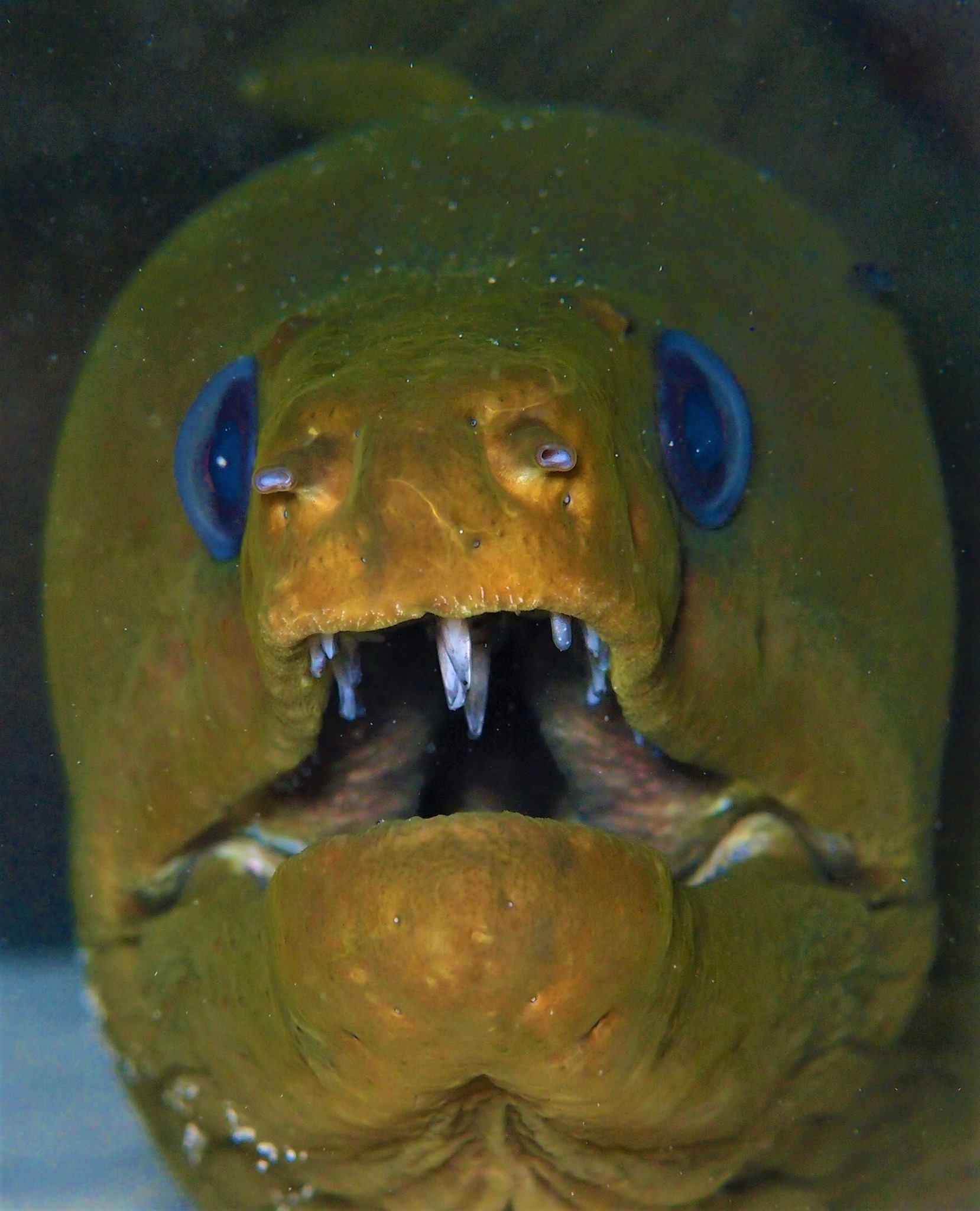 Providenciales dive holidays