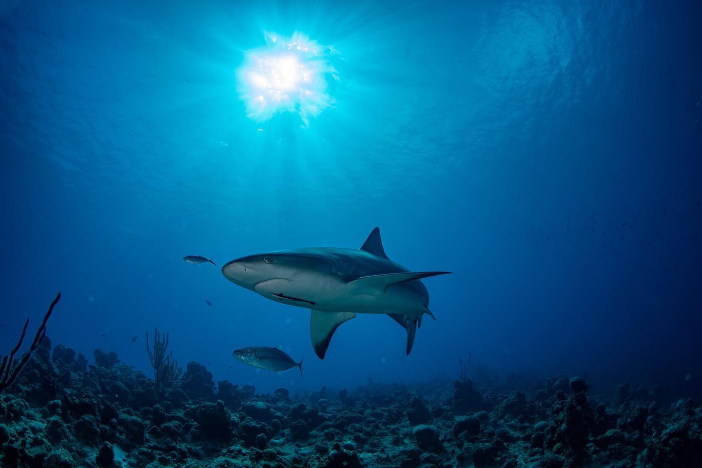 Providenciales dive holidays