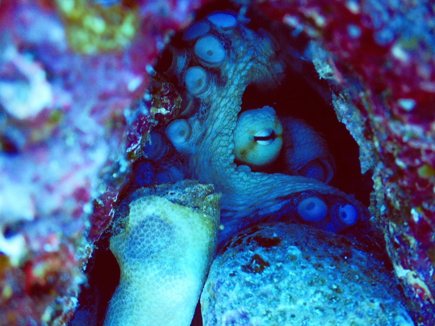 Providenciales dive holidays