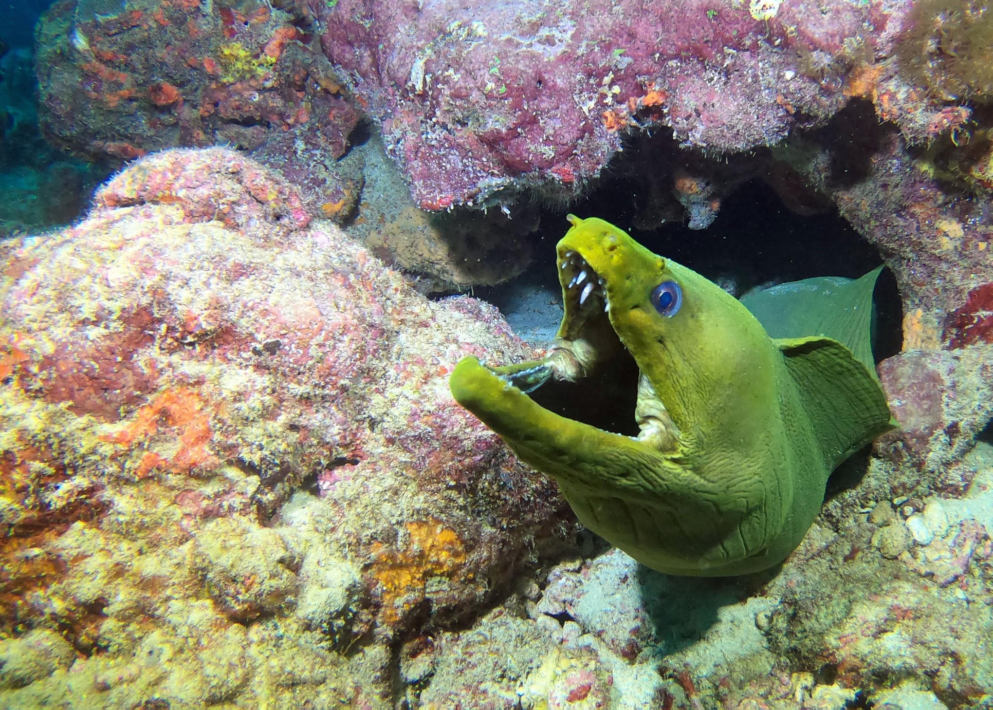 Tobago dive centres, Tobago