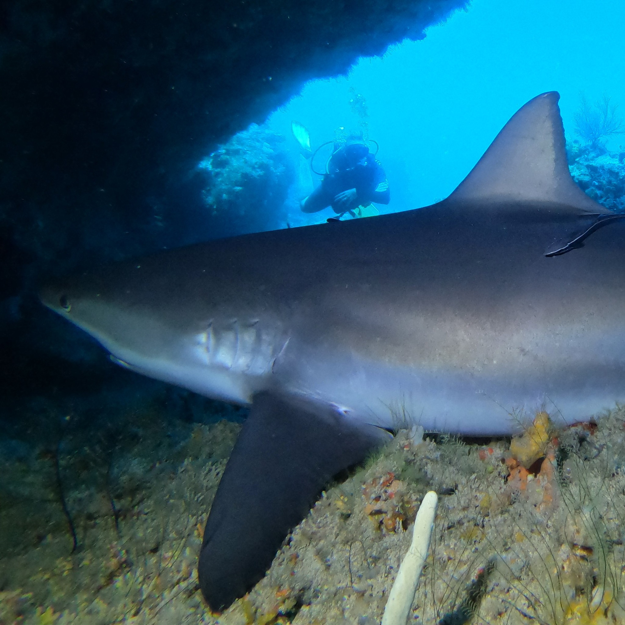 Tobago dive centres, Tobago