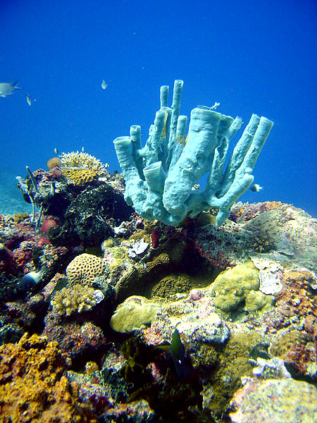 Spanish Dancer Divers Centre (Nungwi), Zanzibar