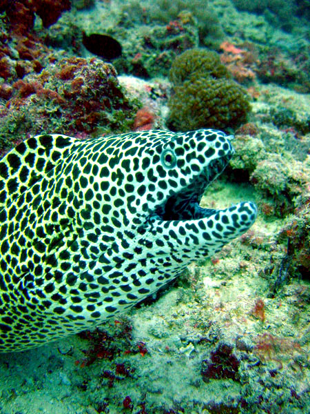 Spanish Dancer Divers Centre (Nungwi), Zanzibar