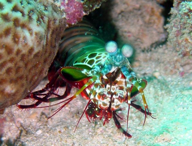 Spanish Dancer Divers Centre (Nungwi), Zanzibar