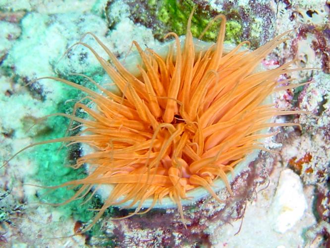 Spanish Dancer Divers Centre (Nungwi), Zanzibar