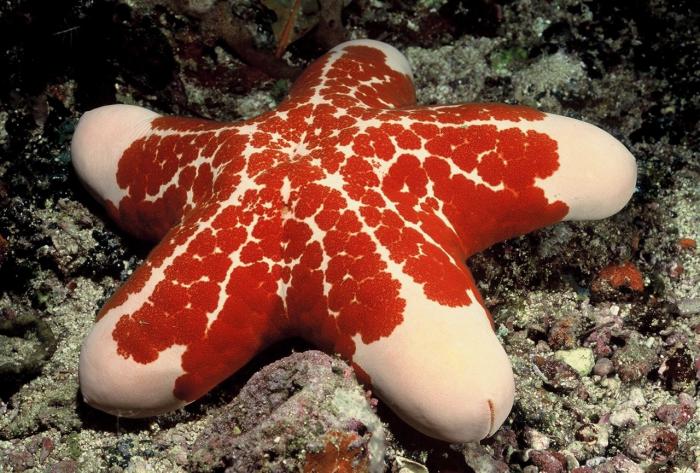 Spanish Dancer Divers Centre (Nungwi), Zanzibar