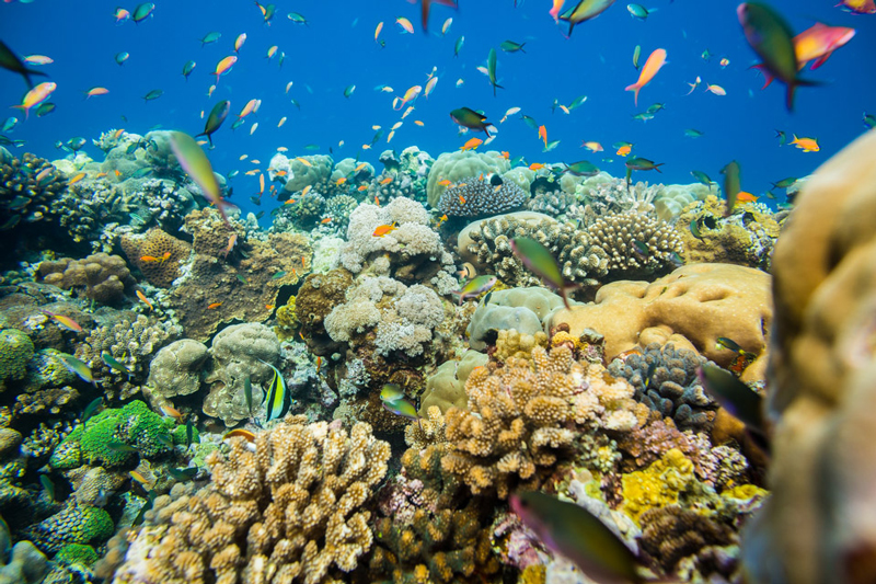 Pemba Island dive centres, Pemba Island