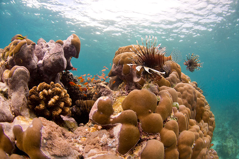 Pemba Island dive centres, Pemba Island