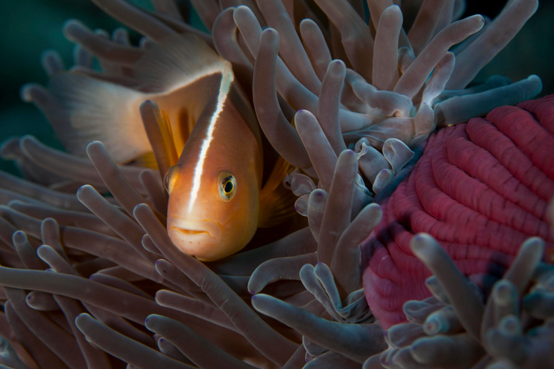 Pemba Island dive centres, Pemba Island