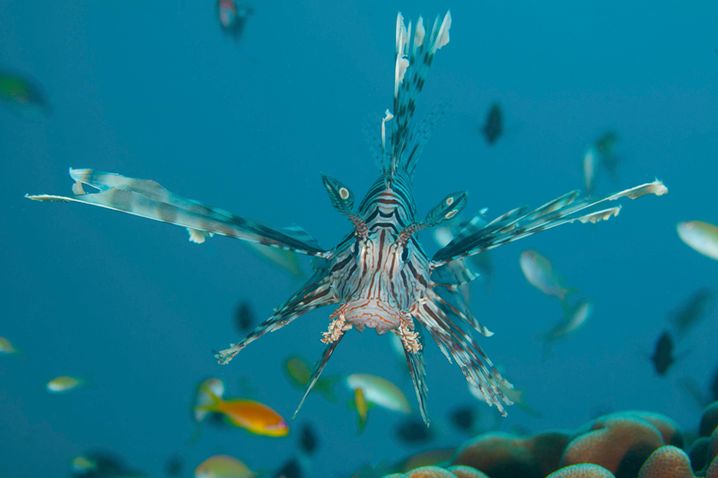 Pemba Island dive centres, Pemba Island