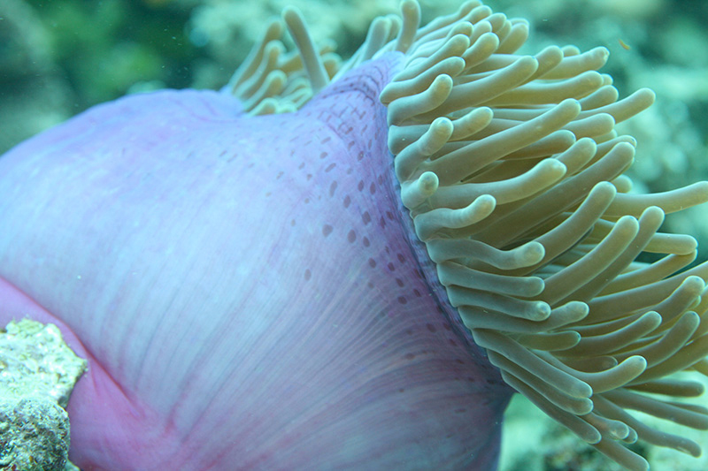 Pemba Island dive centres, Pemba Island