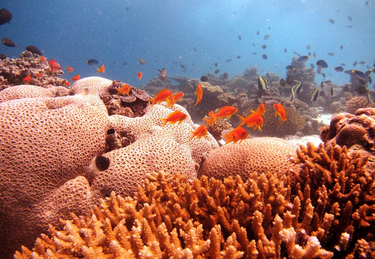 Pemba Island dive centres, Pemba Island