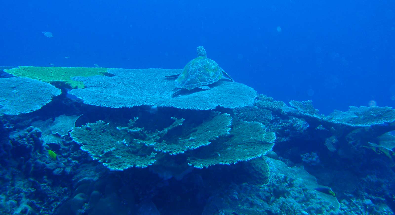 Pemba Island dive centres, Pemba Island