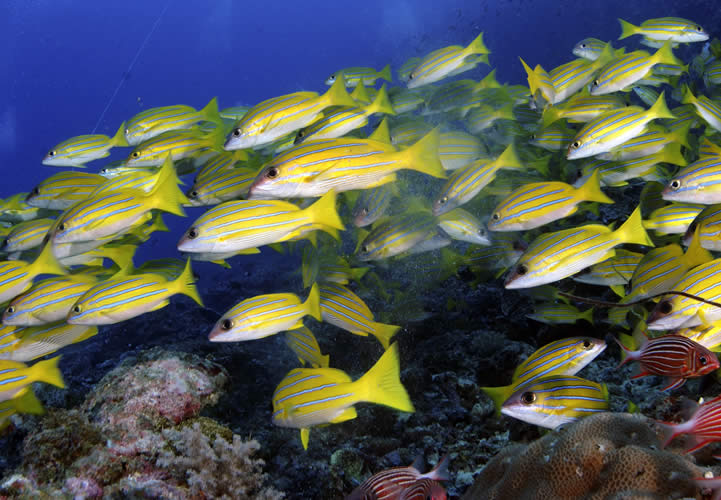 Mafia Island dive centres, Mafia Island