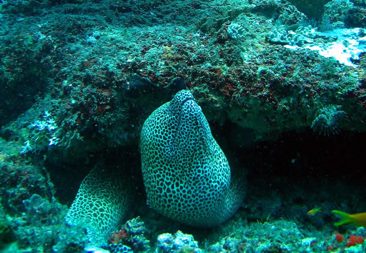 Mafia Island dive centres, Mafia Island