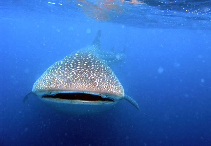 Mafia Island dive centres, Mafia Island