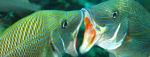 Little Cayman dive centres, Little Cayman