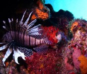 Little Cayman dive centres, Little Cayman
