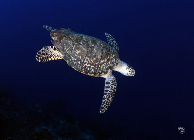 Curacao dive centres, Curacao
