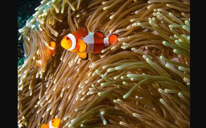 Nusa Lembongan dive centres, Nusa Lembongan