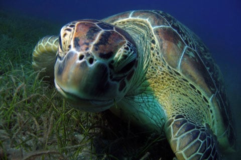 Komodo National Park dive centres, Komodo National Park