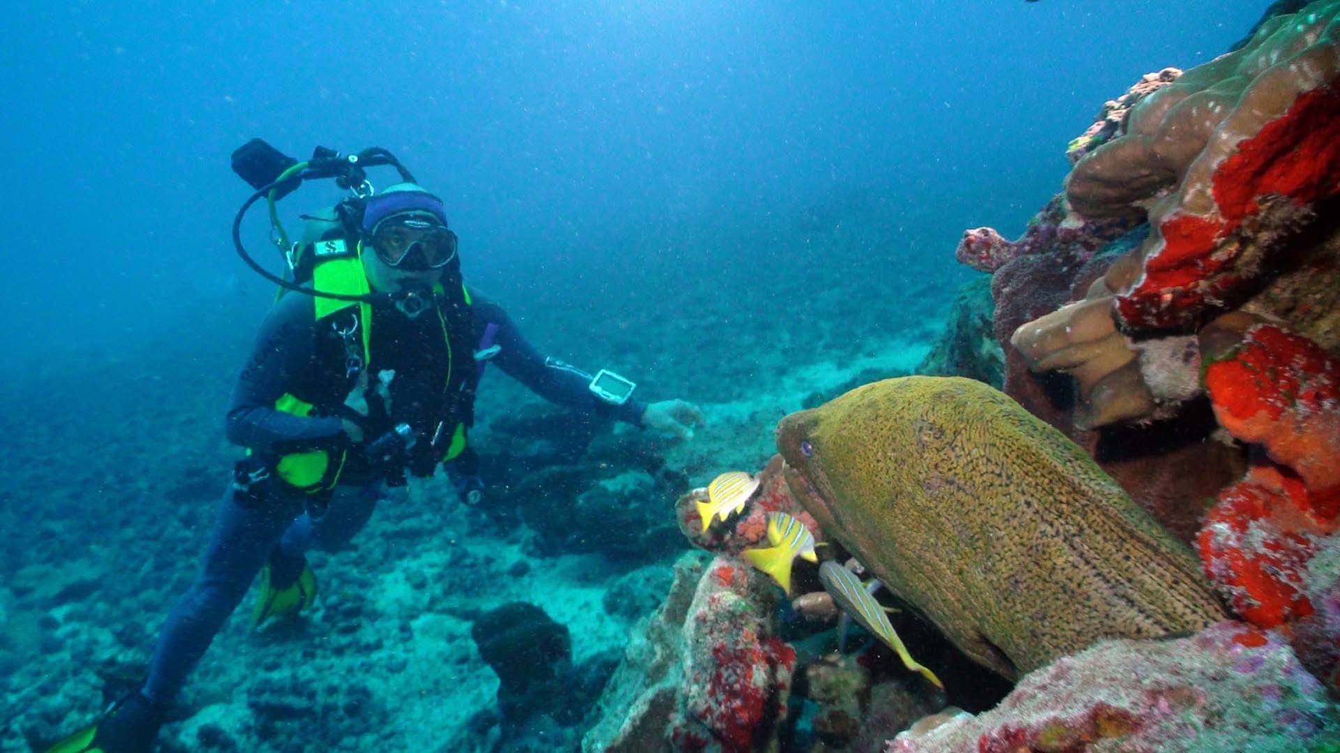 Komodo National Park dive centres, Komodo National Park