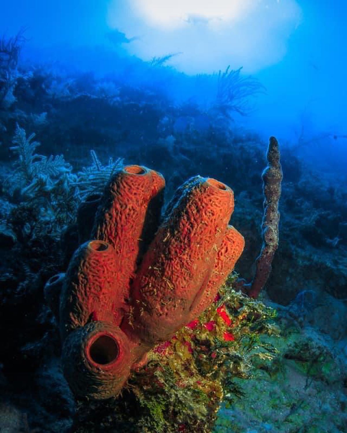 Nassau dive holidays