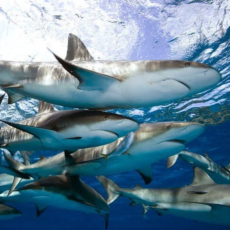 Nassau dive holidays