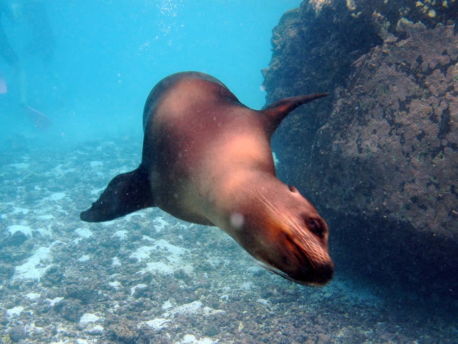 Galapagos Islands dive centres, Galapagos Islands