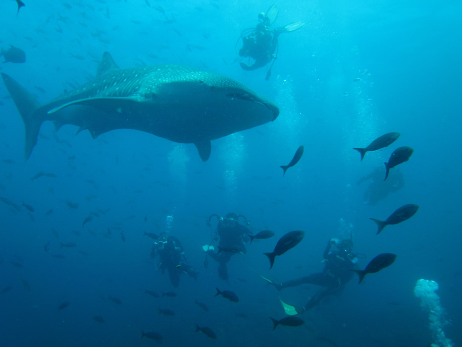 Galapagos Islands dive centres, Galapagos Islands