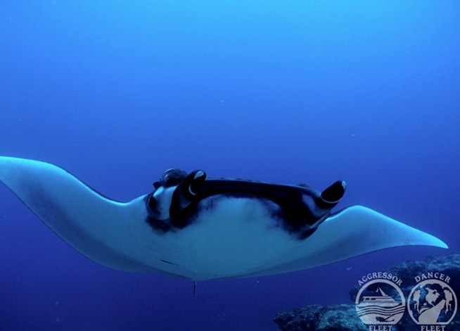 Galapagos Islands dive centres, Galapagos Islands