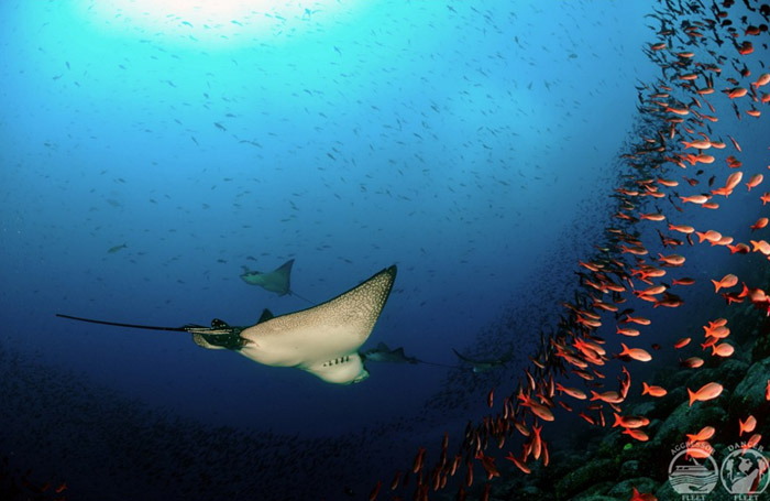 Galapagos Islands dive centres, Galapagos Islands