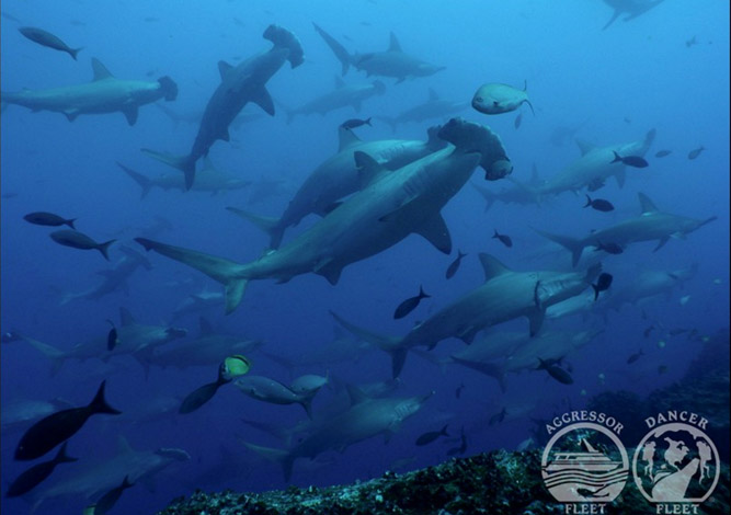Galapagos Islands dive centres, Galapagos Islands