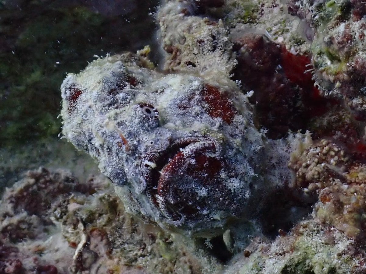 Aruba dive holidays