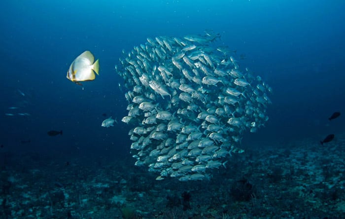 Papua And Raja Ampat dive centres, Papua And Raja Ampat