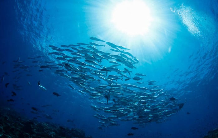 Papua And Raja Ampat dive centres, Papua And Raja Ampat