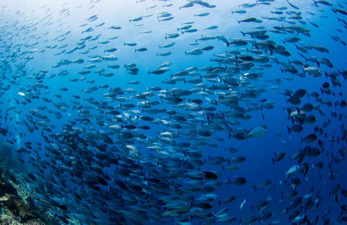 Papua And Raja Ampat dive centres, Papua And Raja Ampat