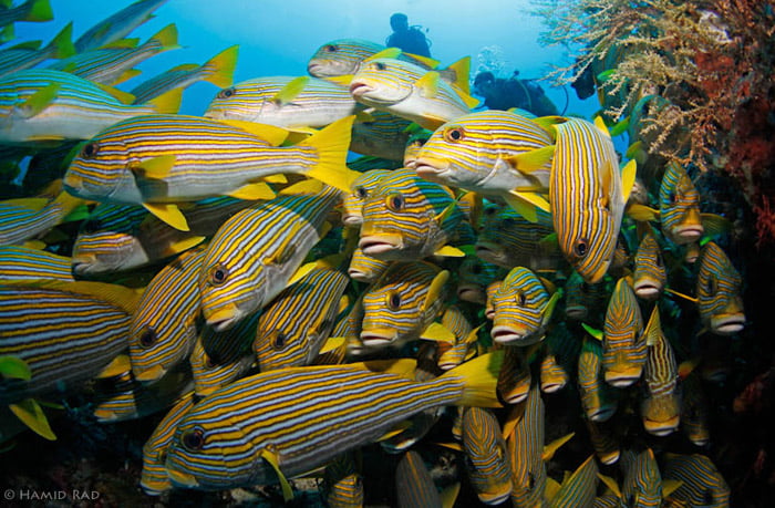 Papua And Raja Ampat dive centres, Papua And Raja Ampat
