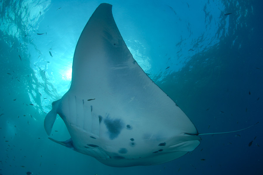 Alam Anda Dive Centre, Bali