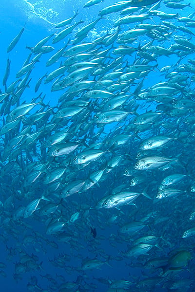 Matahari Dive Centre, North West Bali, Bali