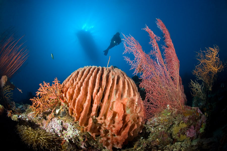 Matahari Dive Centre, North West Bali, Bali